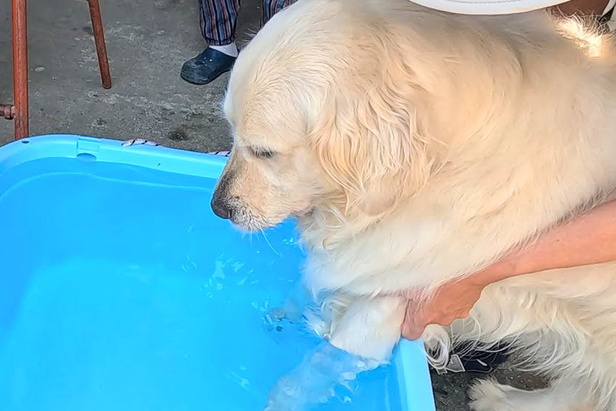 暑い日、大型犬を『水風呂』に入れた結果→10分後に『もう出ているかな』と見に行くと…まさかの光景が12万再生「極楽ｗ」「うっとり顔がｗ」