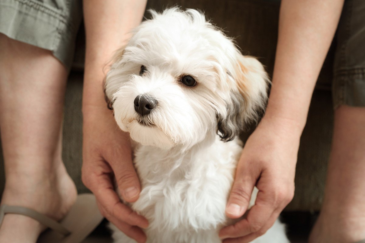 愛犬が『あなたを守ります』と言っているときの仕草や行動4つ