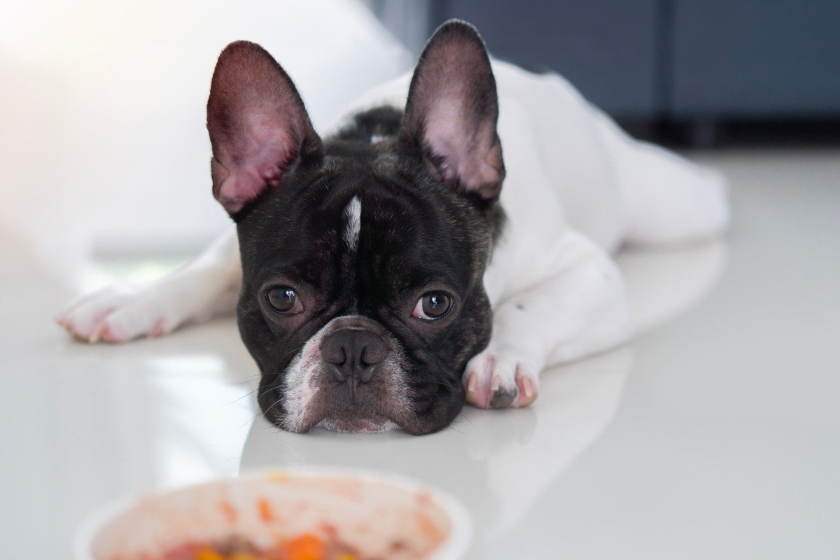 最近愛犬があまり食べない…食が細くなってしまう３つの原因とは？改善する方法はある？ 