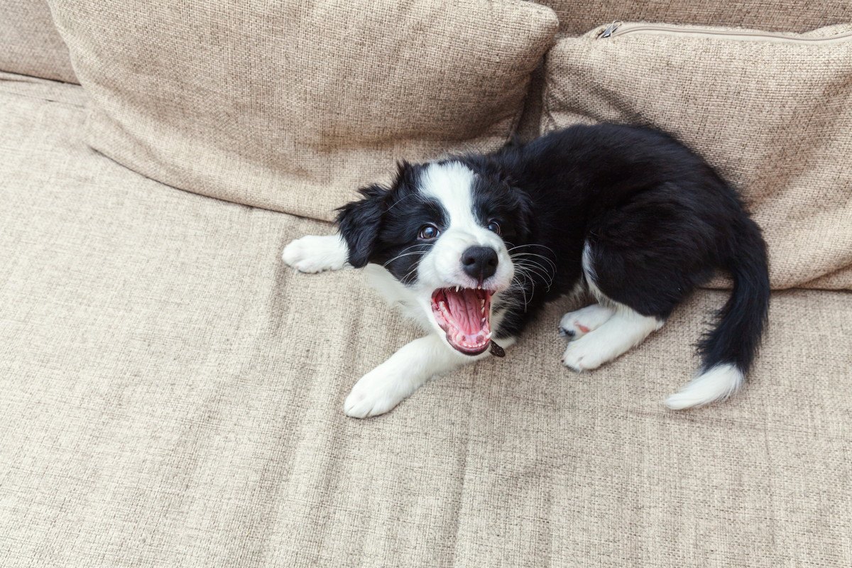 愛犬が他の犬に吠えられる…主な理由と回避するための方法