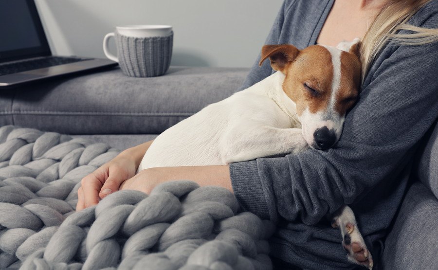 天候は犬の体調や気分にどう影響するのか？