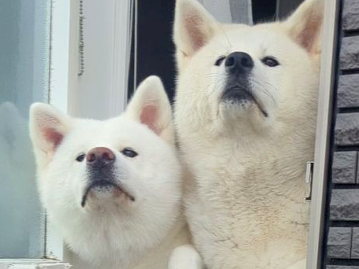 朝、家の前を通る小学生の女の子→２頭の秋田犬が待ち構えていて…愛おしすぎる『通学中の光景』が11万再生「時間わかるのすごい」と反響
