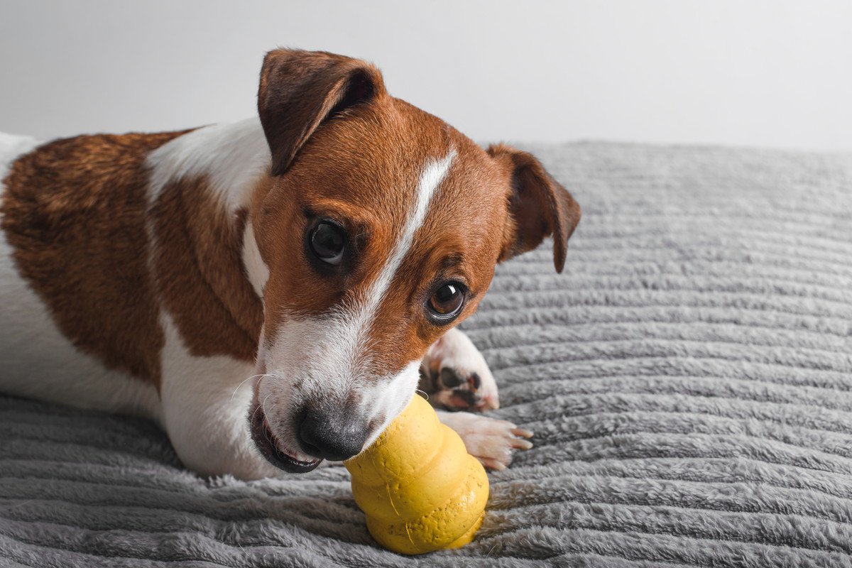 愛犬が寂しい思いをしないためにできること5つ　すぐに始められるケア方法をご紹介