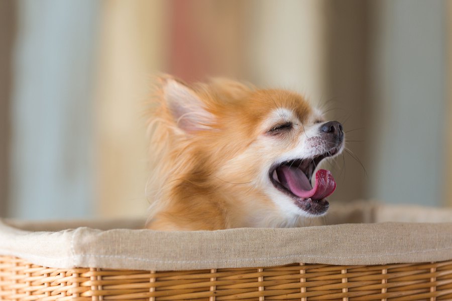 飼い主が勘違いしやすい【犬の仕草が意味するもの】４パターン