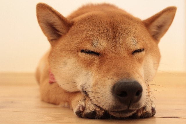 犬が呼んでも来てくれない時の心理５つ