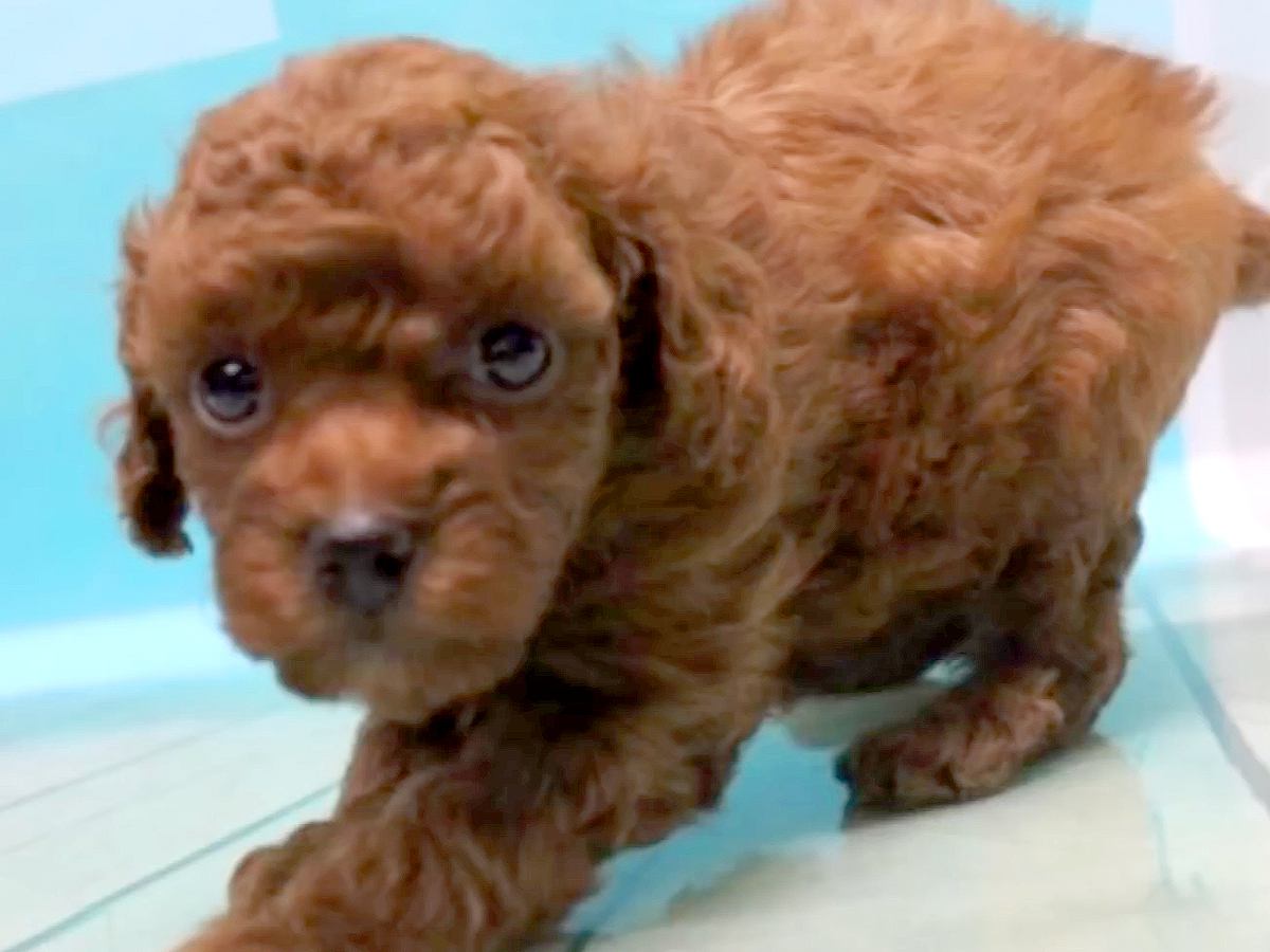 他のワンコよりも安く、怯えた表情をした『売れ残り犬』を飼った結果…当時が嘘のような『お迎え後の光景』が12万再生「運命」「本当よかった」