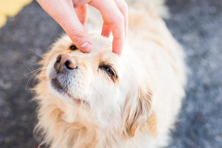 愛犬を『一番幸せにする』方法5選　ワンコが本当に望むことや今日からできる幸福度を高める秘訣まで