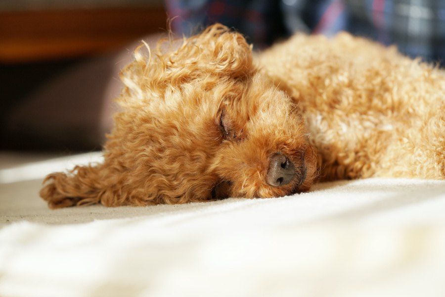 犬に構わないほうがいい５つのタイミング