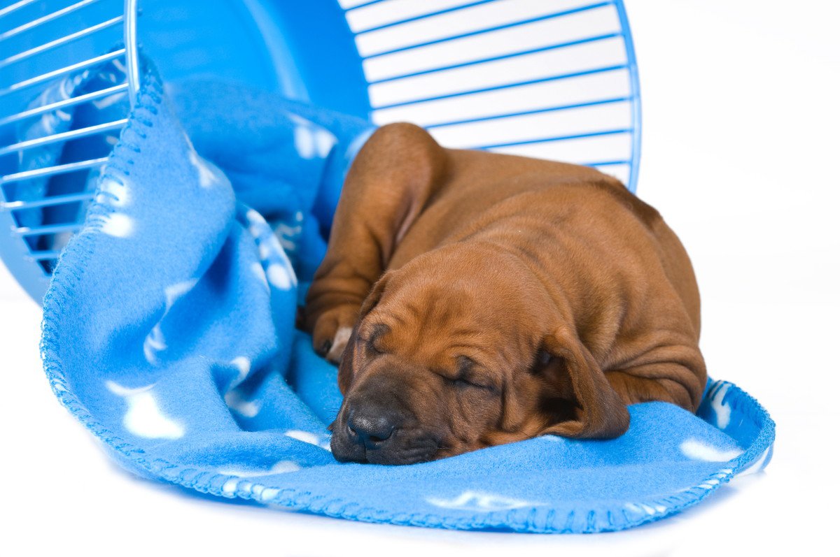 犬が『洗濯物好き』な理由４つ！上で寝てしまうかわいい心理とは？