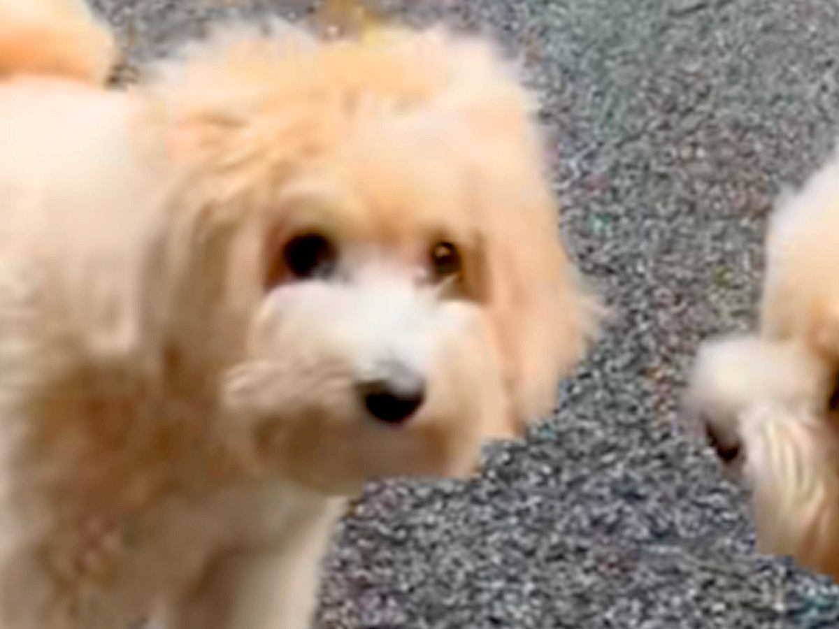 犬を散歩中『同じ犬種のお友達』に出会った結果…もはや見分けられない？『ドッペルゲンガーのような光景』に「似すぎｗ」「兄弟かな？」と反響