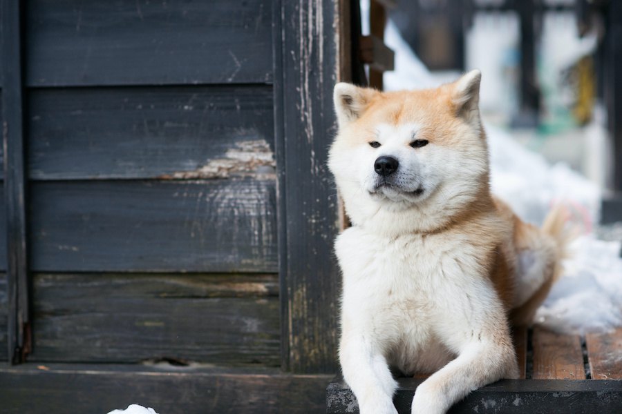 『頑固な犬』がする仕草や態度３選