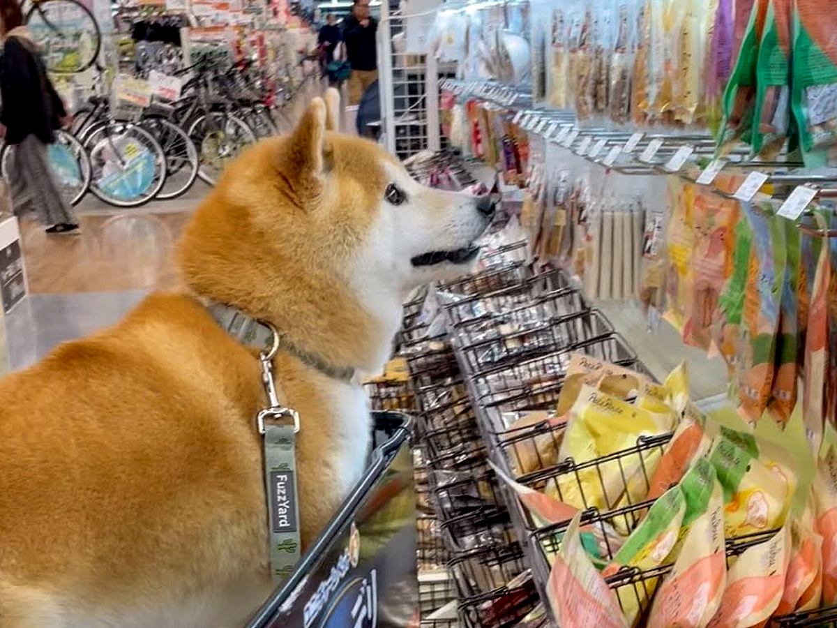 犬と一緒にホームセンターへ→『オヤツコーナー』を見せたら…わかりやすすぎる『子供のような反応』が97万再生「選んでるｗ」「最高の笑顔」