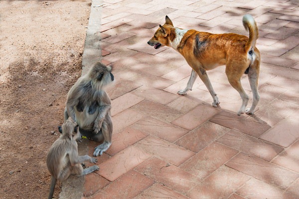 モンキードッグは猿から人を守る犬！適した種類から訓練の費用まで