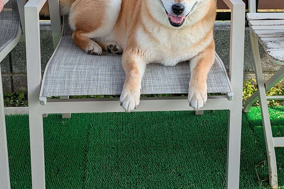 ドッグランに出かけた犬→『楽しんでくれるかな』と思った、4分後…思っていたのと違う光景に爆笑「柴犬すぎるｗｗ」「満足そうで笑った」