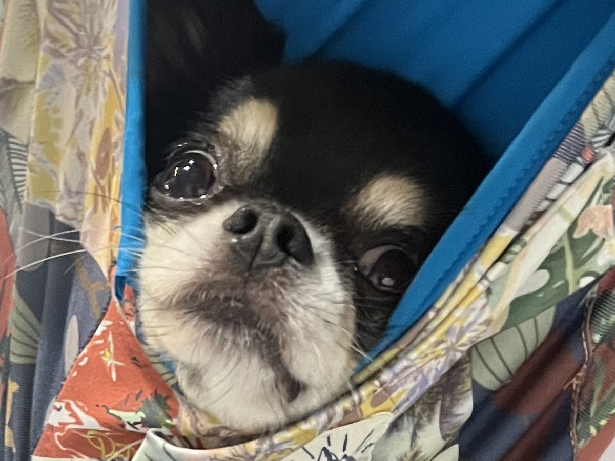 家事をしていたら、雷に怯えてしまった犬が…まるで赤ちゃん？可愛すぎる対処方法に「うちも一緒ｗ」「真顔で笑った」と131万表示の反響