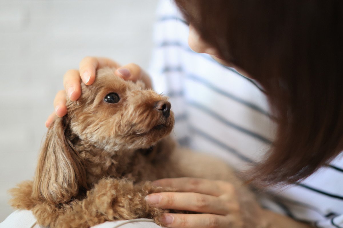 犬が人の顔をジッと見てくる3つの理由　そこに隠された心理まで徹底解説