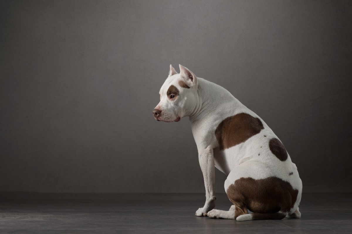 犬が飼い主に『ごめんなさい』と謝っている時の仕草5選