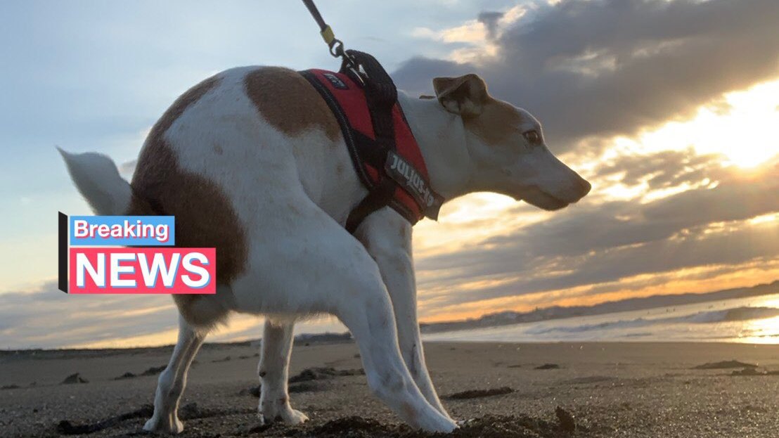 神々しいウンチングスタイル！？朝焼けに映える犬の姿が話題に！