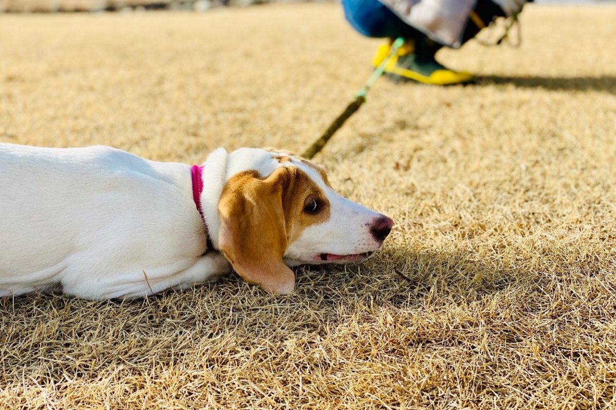 『気分屋な犬』の特徴5つ　気が変わりやすいワンコがしがちな行動や注意点まで解説