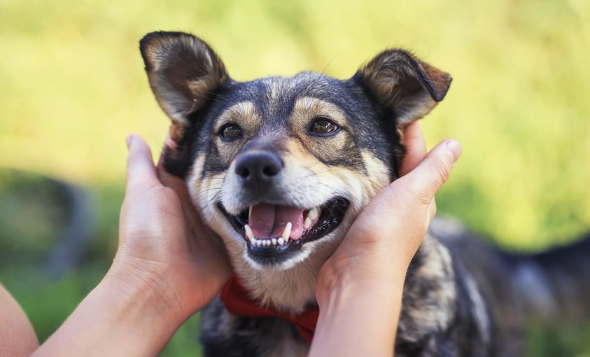 愛犬ともっと仲良くなろう♡犬語を理解する方法４つ