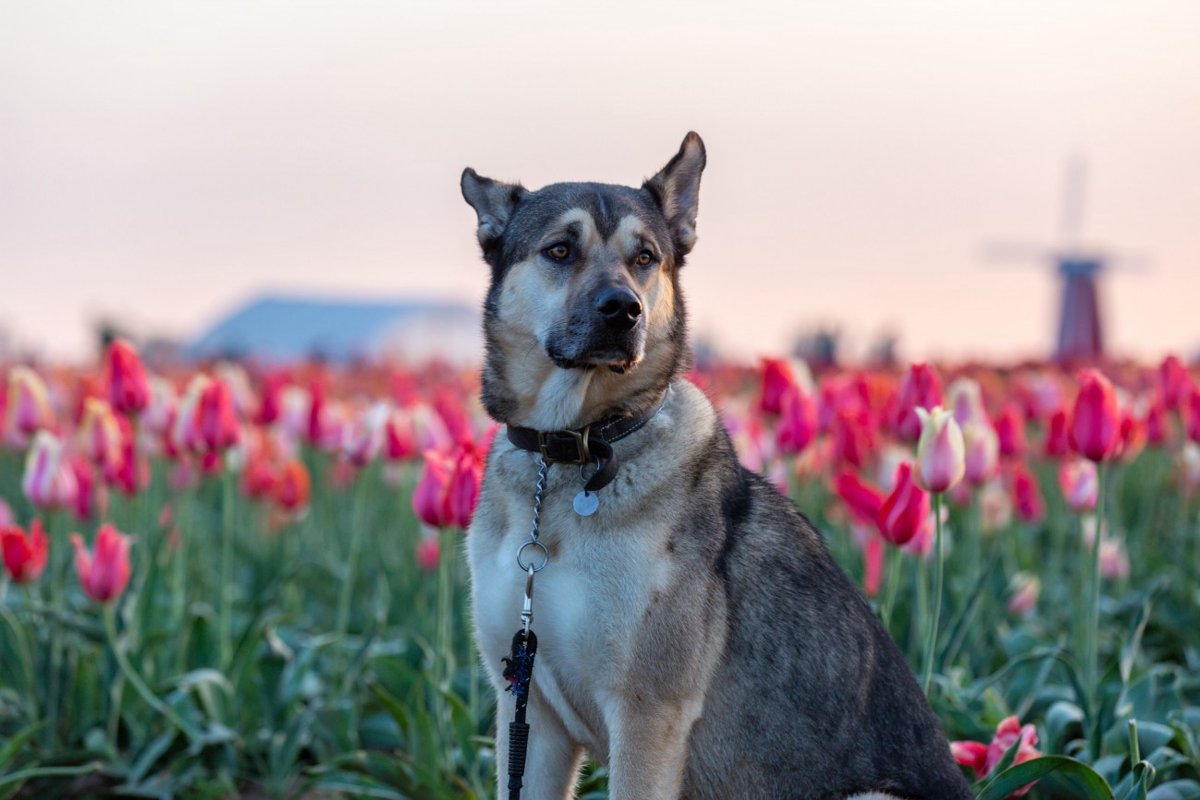 【獣医師監修】昆明犬ってどんな犬種？中国で育成された警察犬・作業犬の特徴と飼育の注意点を解説