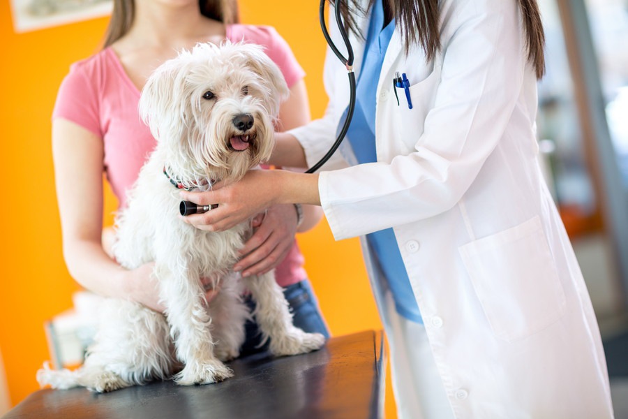 犬が首を痛める理由と対処法