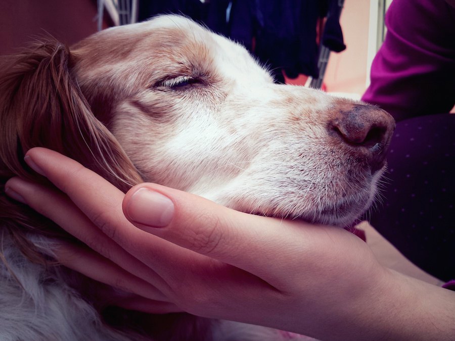 犬が体をブルブル振るのはなぜ？小刻みに震わせる理由を解説