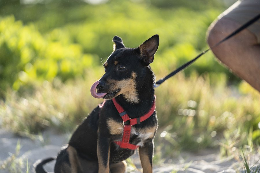 犬が飼い主のことを『嫌い』と感じている時に見せる態度や仕草５選