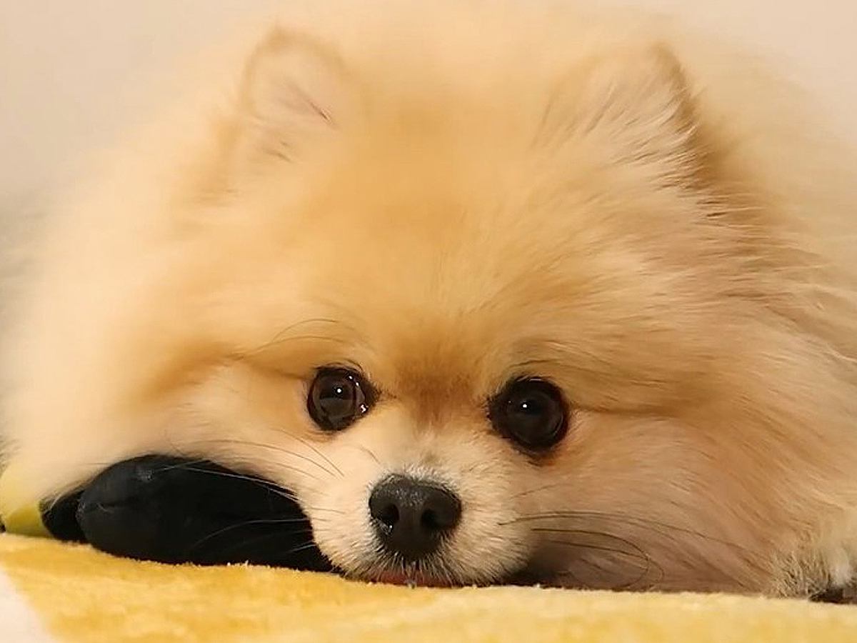 『オナラしました？』犬がおもちゃで遊んでいる最中、『プッ』と音がしたら…まさかの態度に「完全に疑ってて草」「パパさん不憫ｗｗ」と爆笑の声