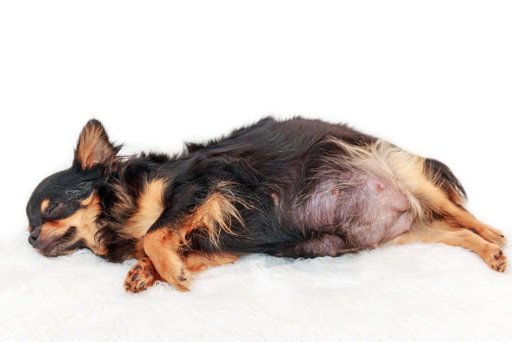チワワの出産まとめ｜妊娠から子犬誕生までに必要な知識と準備
