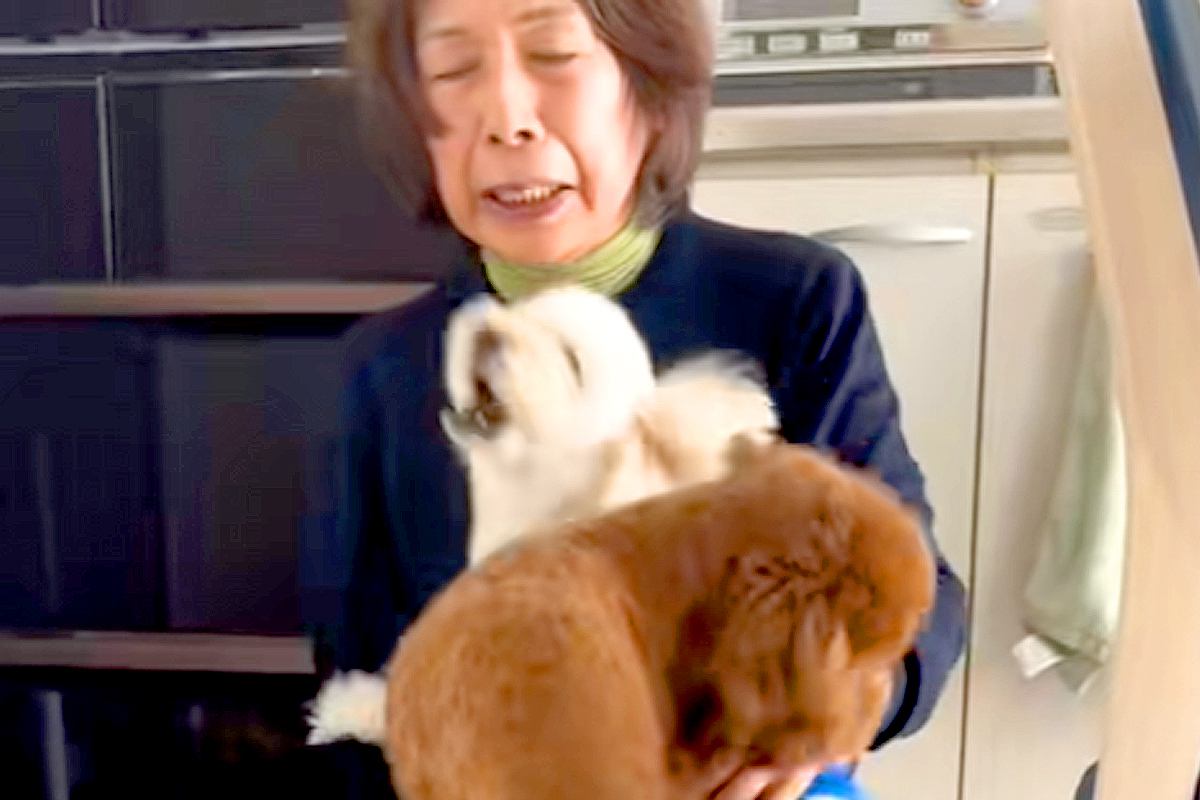 おばあちゃんを『熱烈大歓迎』する２匹の犬→おじいちゃんが帰ってくると…あからさま過ぎる『対応の差』が切ないと反響「笑った」「面白すぎる」