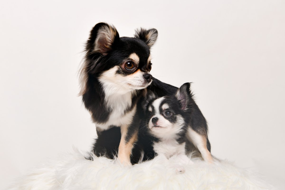 犬は成長すると『性格』が変わるの？子犬と成犬の大きな違いや飼い主がすべき対応まで