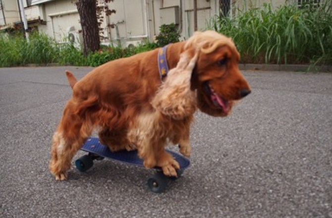 コーダのテイクわん！～人が変わると犬も変わる～