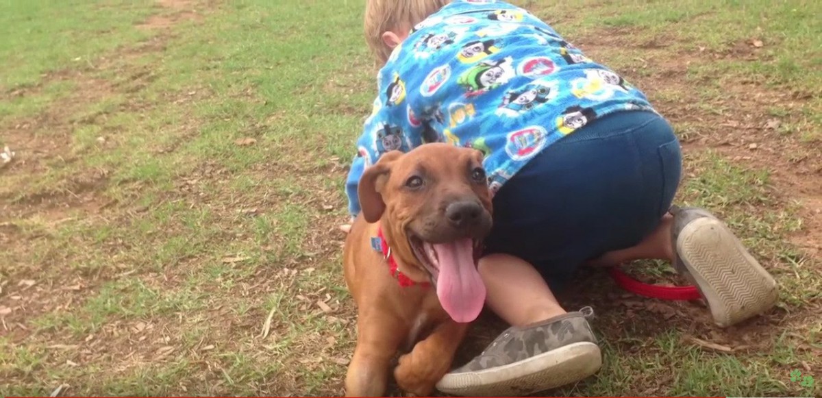 命の危険の中健気に愛情を求める子犬。レスキュー後沢山の愛情を