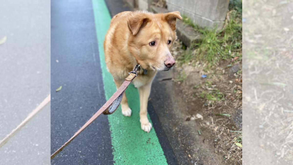 大型犬の視線の先に猫がいた結果…目を逸らして緊張しちゃう姿に3万2000人が悶絶