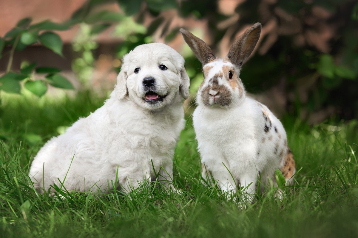 犬と『一緒に飼いやすい』動物4選　相性の良さや習性の違い、注意すべきことまで