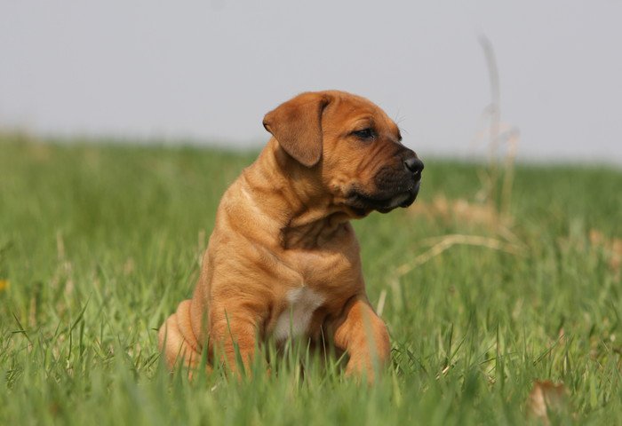 土佐犬の歴史と性格・特徴、寿命、値段について