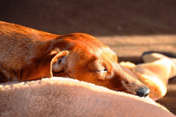 犬の膀胱炎！ 原因、予防・治療法について