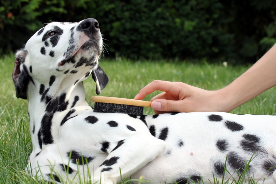 犬用ブラシの正しい使い方とは？注意点含め詳しく解説