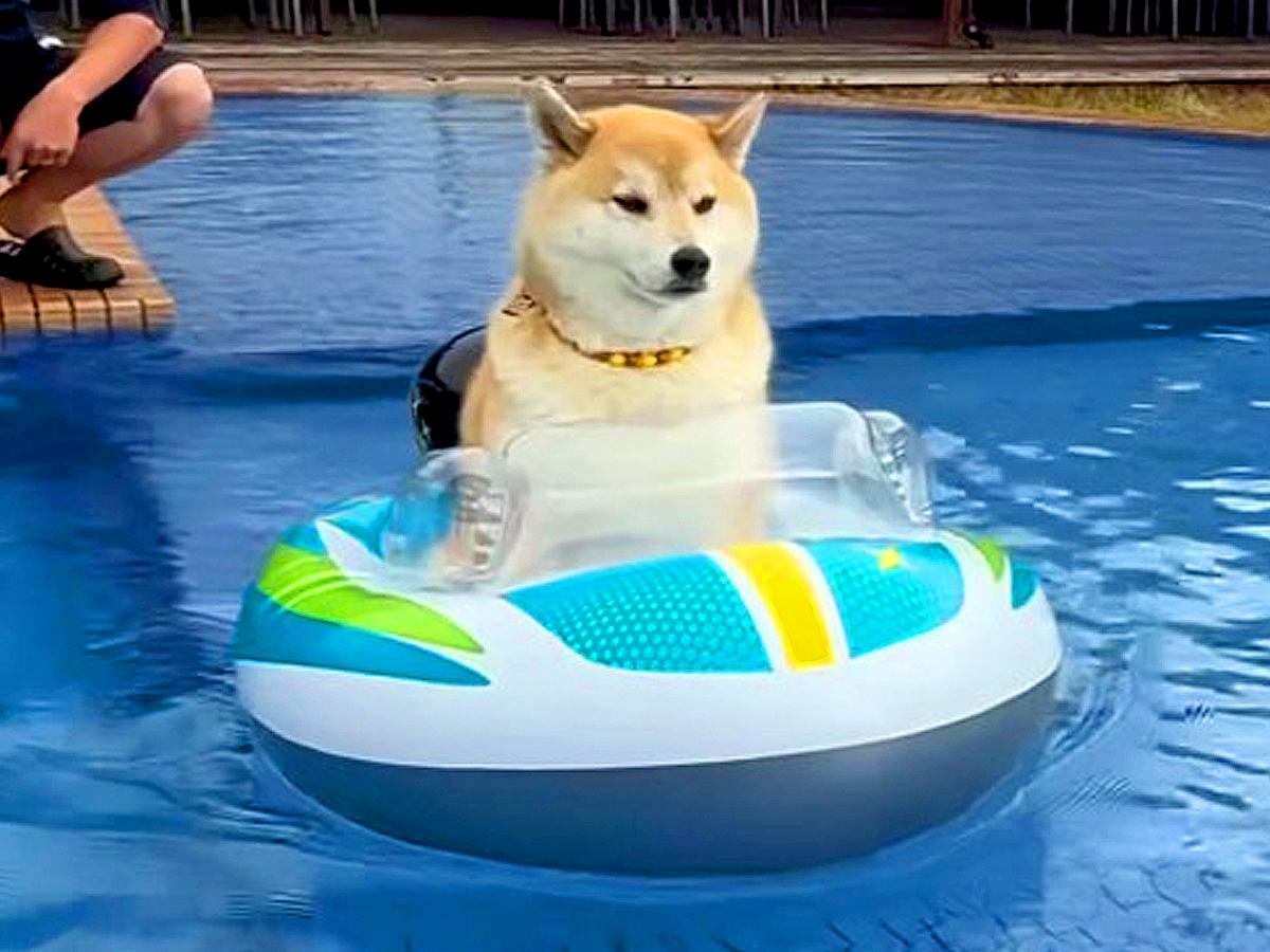 プールで浮き輪に乗る柴犬→『楽しんでいるな』と思ったら…1時間後の『まさかの光景』が60万再生「親泣かせｗｗ」「過去一笑った」と反響