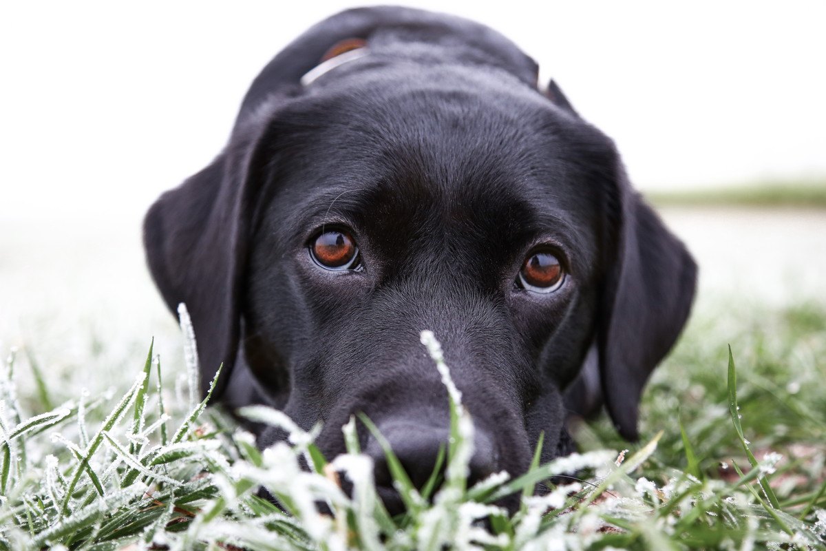 犬が叱られてる最中に上目遣いをしてくる2つの心理