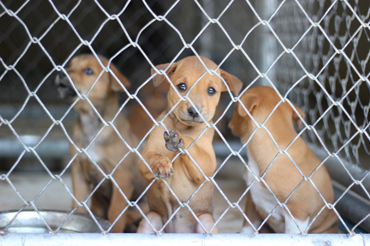 『捨てられた犬』はどうなるの？あなたには最期まで見届ける覚悟がありますか？