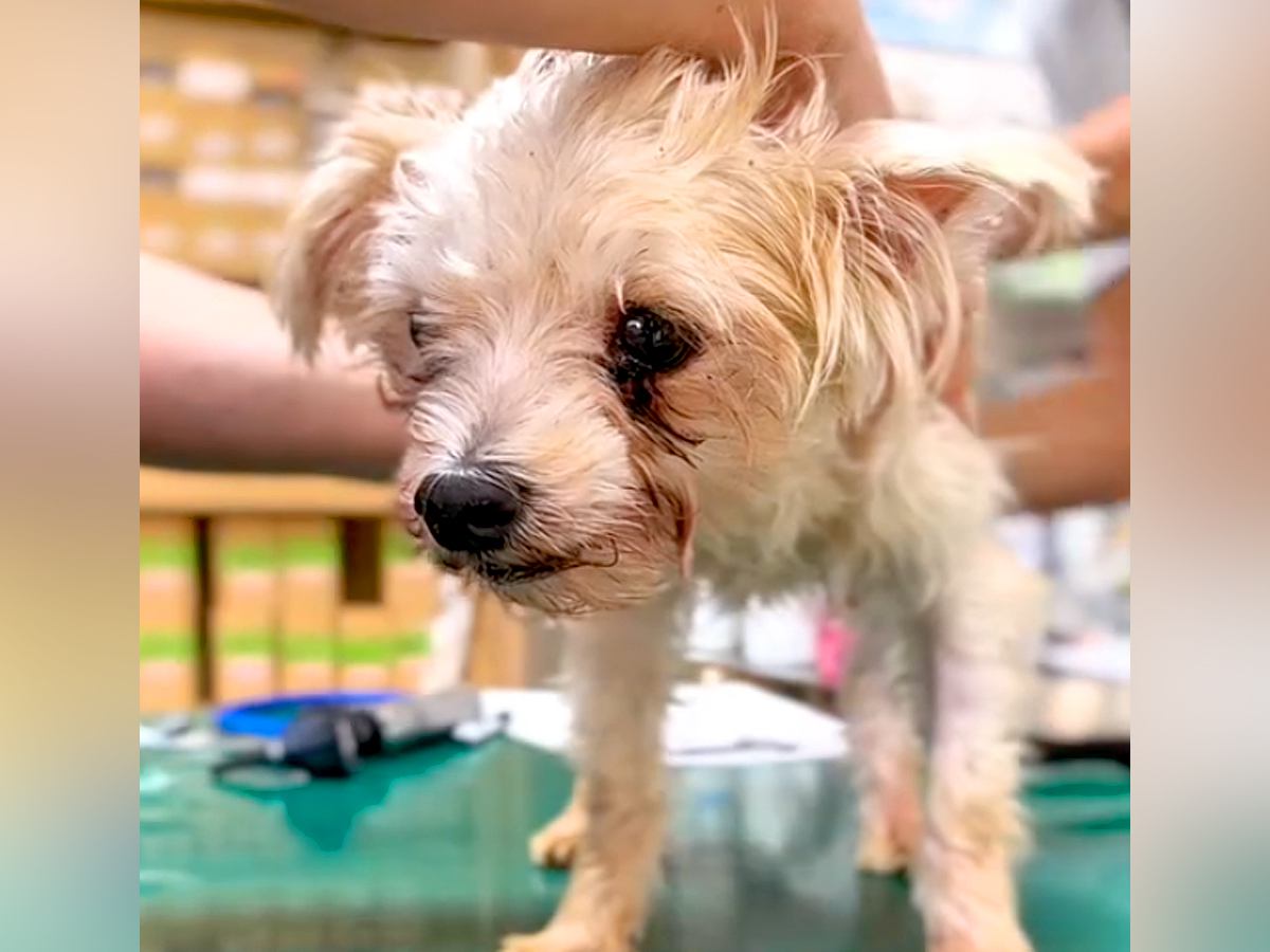 『70匹の多頭飼育崩壊』からボサボサの犬を保護→震えが止まらずに…表情が全く違う『現在の様子』に涙「感動した」「本当にありがとう」の声