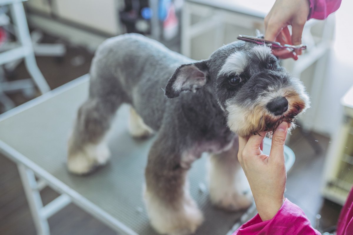 老犬のトリミングは必要？注意点やどうすべきかを解説