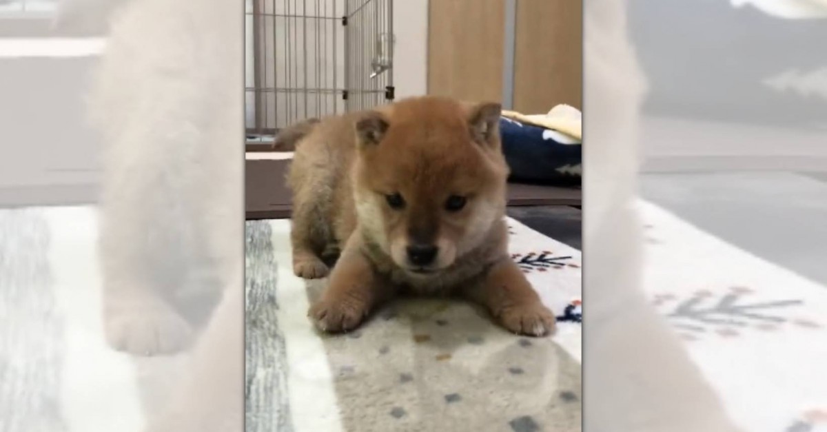 可愛すぎる♡よちよち柴犬パピーさんの動きに悶絶する人続出中！