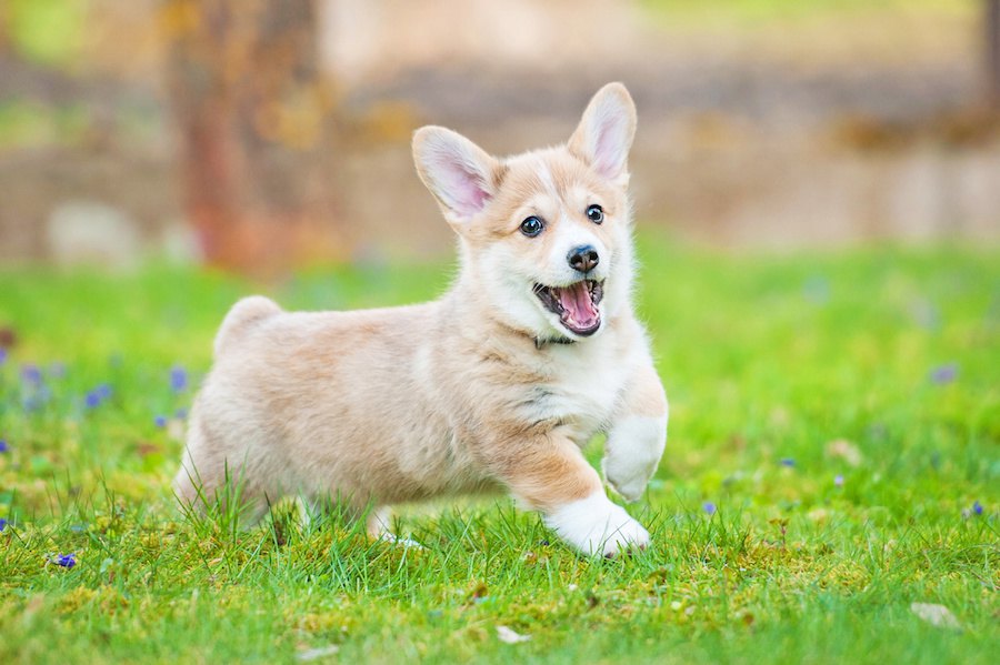 子犬がハイテンションな理由と気を付けるべきポイント