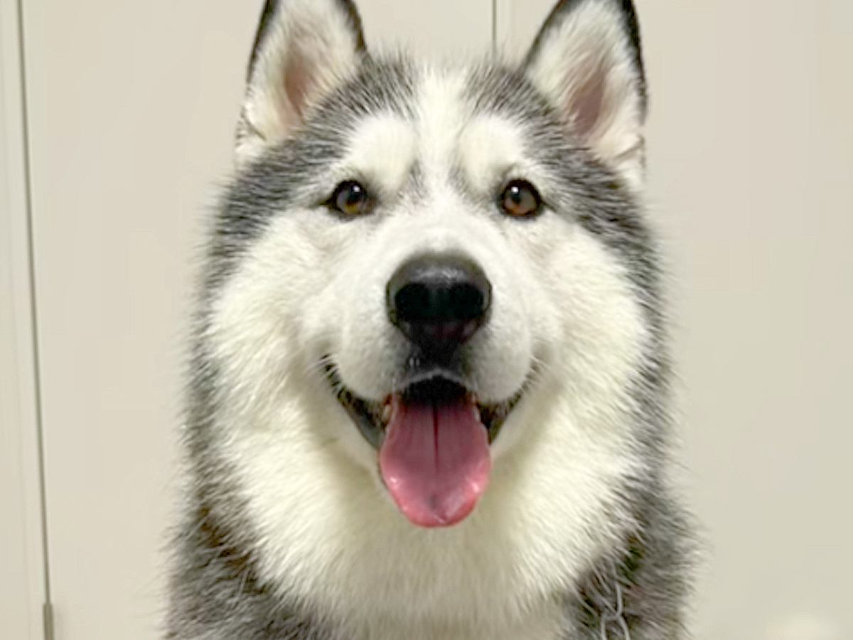 『彼氏と自分のどちらが好きか』大型犬を同時に呼んで検証したら…『まさかの結果』と意外な展開が6万再生「めっちゃ賢いｗ」「チラ見してて草」
