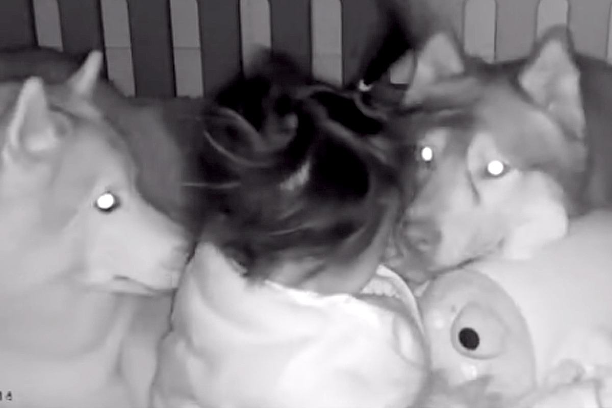 隣の部屋で家事中『赤ちゃんの見守りカメラ』を確認した結果→2匹の大型犬が…『まさかの光景』が35万再生「最高のボディガード」「優しい」