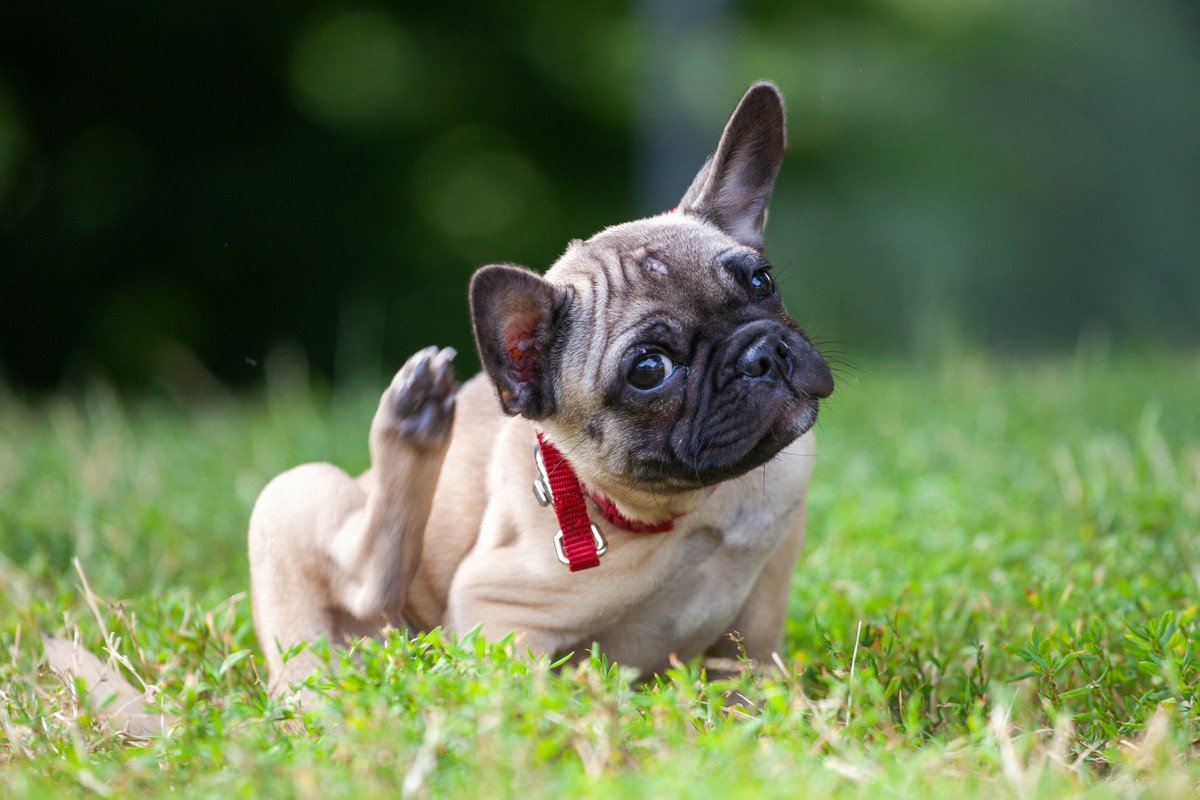 犬が亡くなる危険性がある『寄生虫』とは？感染経路や注意すべき他の寄生虫も