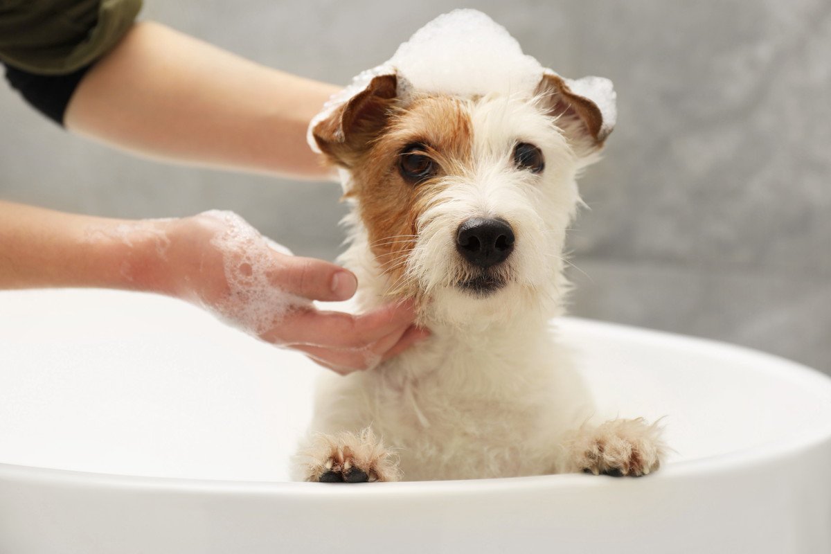 犬に『人間用のシャンプー』を使うとどうなる？考えられるリスクや注意点まで